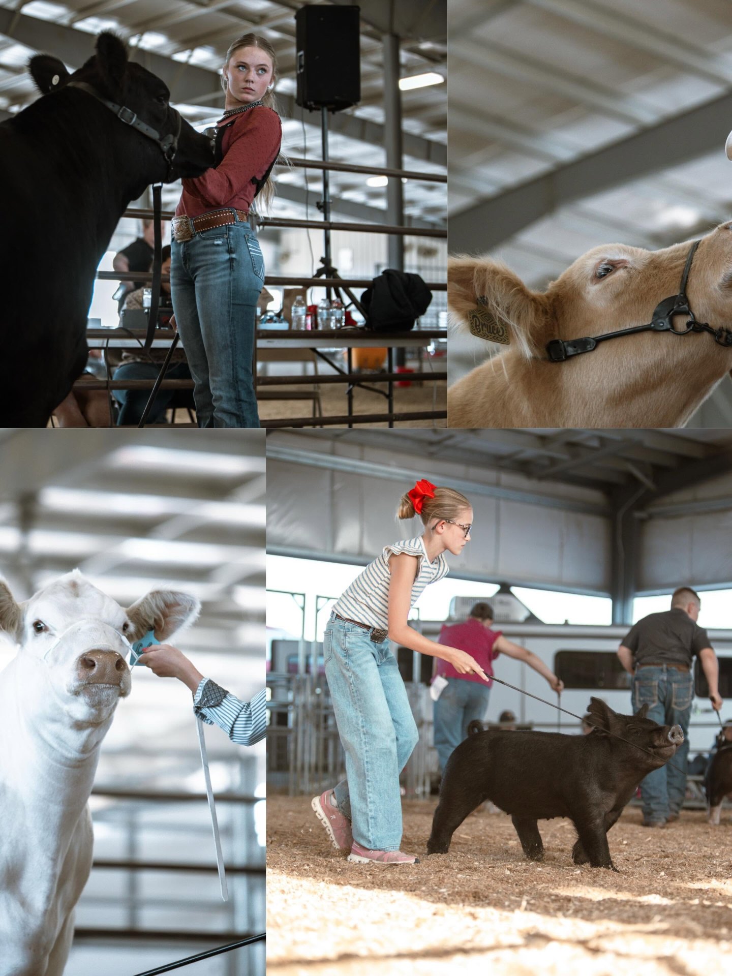 Livestock Shows & Fairs